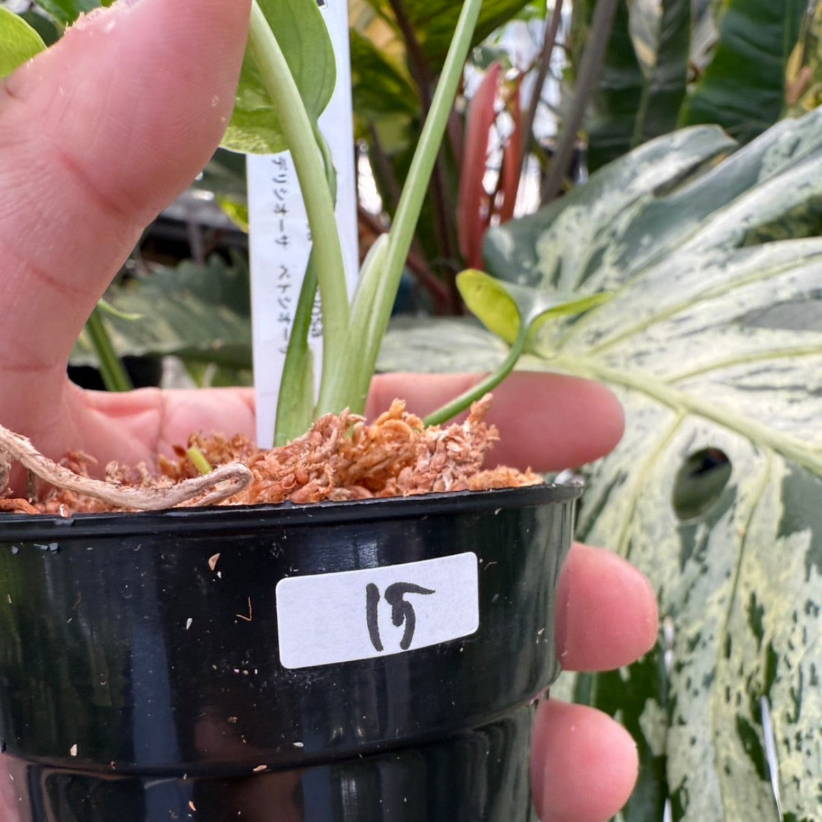 コレクション】モンステラ・デリシオーサ 'ベトシオーサ' – RARE