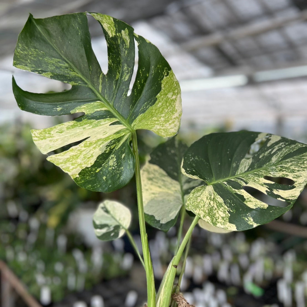 予約販売】【コレクション】モンステラ デリシオーサ 'ミント トリ