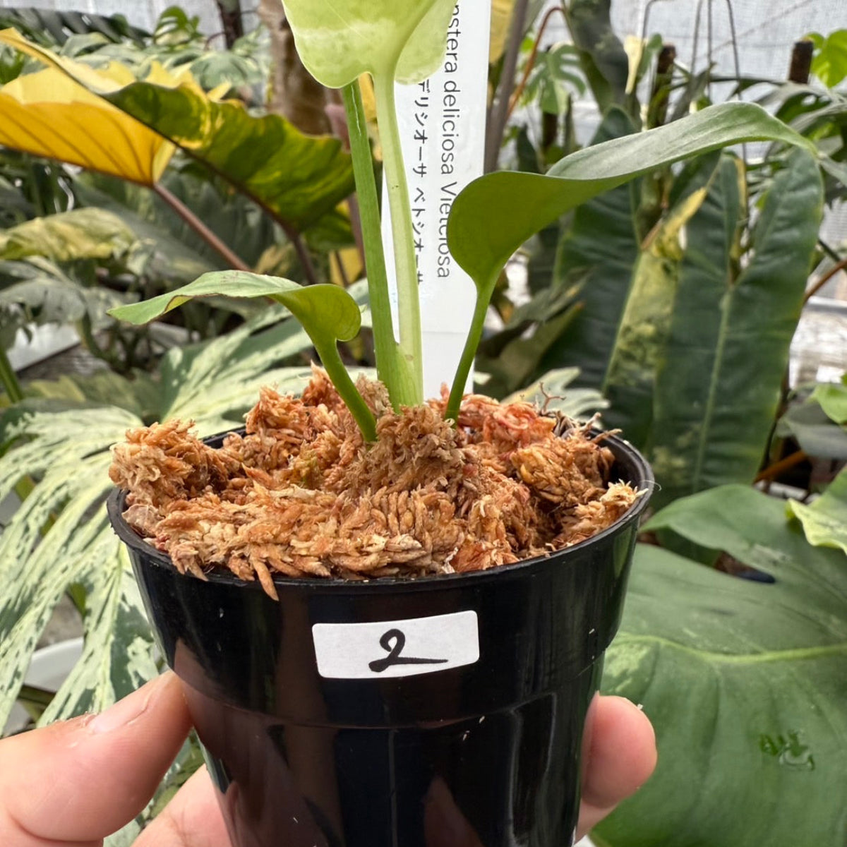 コレクション】モンステラ・デリシオーサ 'ベトシオーサ' – RARE