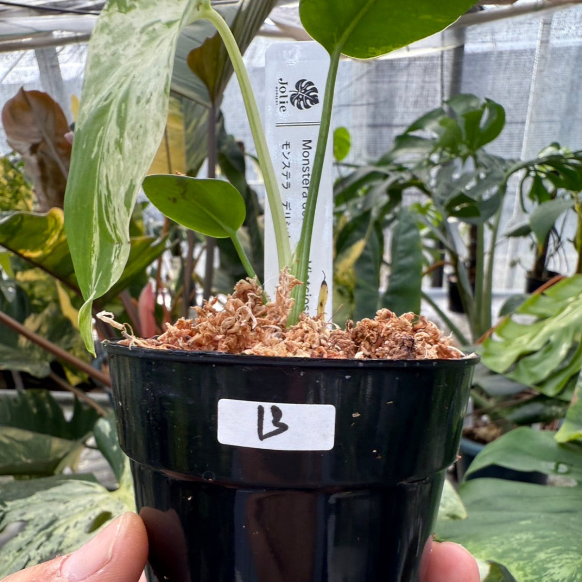 コレクション】モンステラ・デリシオーサ 'ベトシオーサ' – RARE