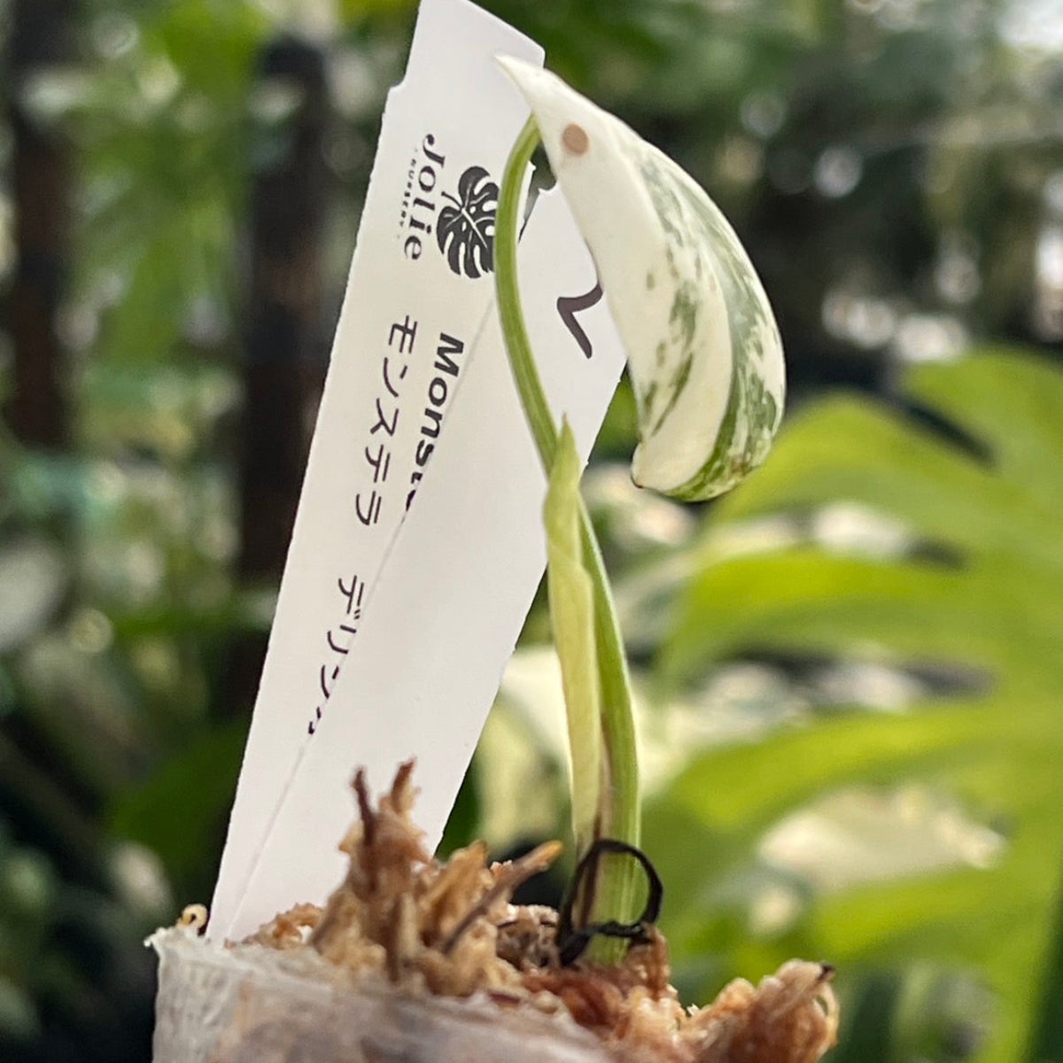 限定2株/シロウト園芸選抜】モンステラ デリシオーサ 'ミント 斑入り'2