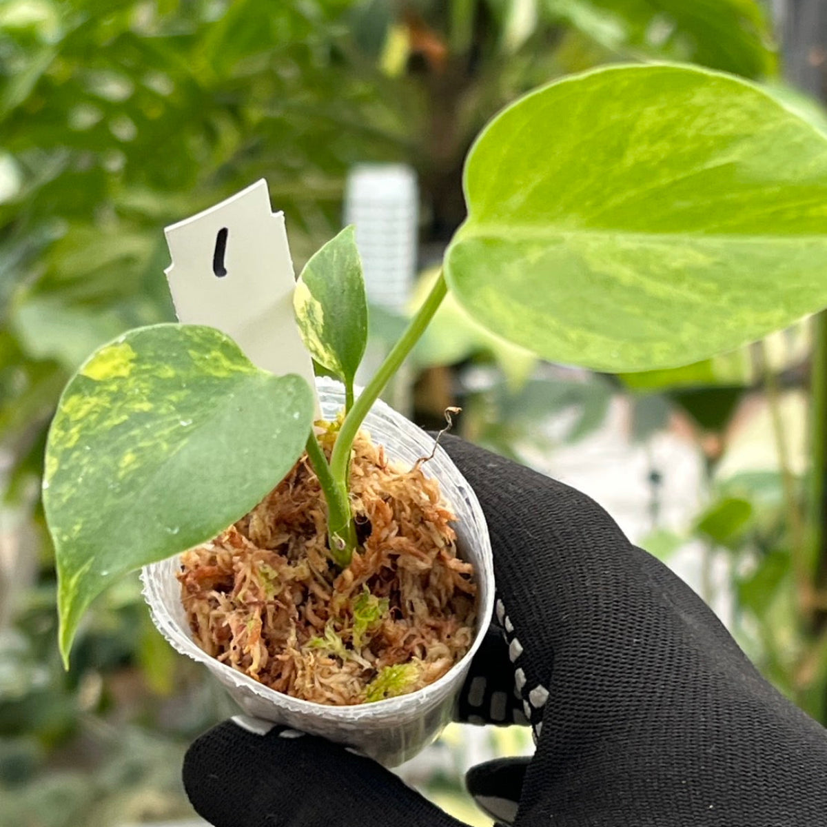 モンステラ・デリシオーサ 'イエローマリリン' 2号 – RARE PLANTS