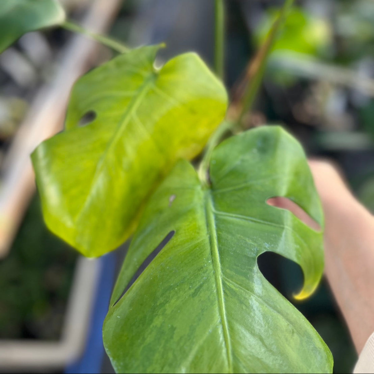 選抜株】モンステラ デリシオーサ 'グリーンオングリーン抹茶 斑入り