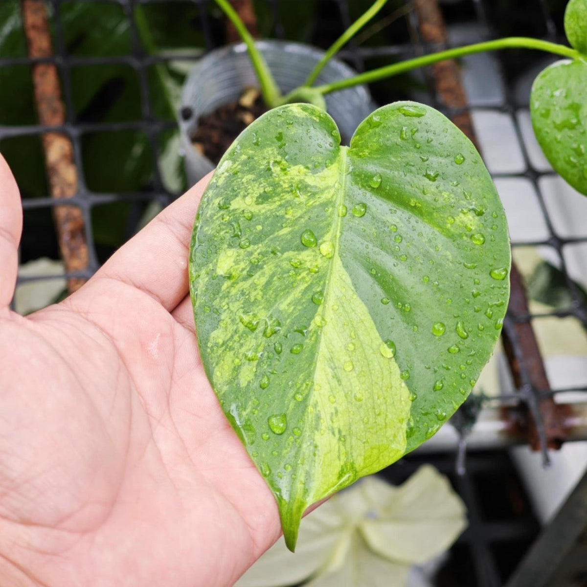 予約販売】【コレクション】モンステラ デリシオーサ 'ミント トリ