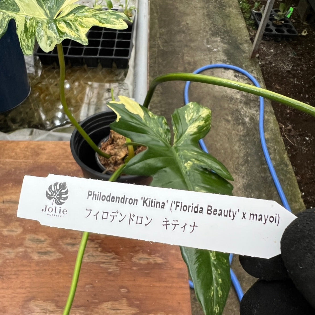 希少/コレクション】新種 フィロデンドロン 'キティナ'（フロリダ