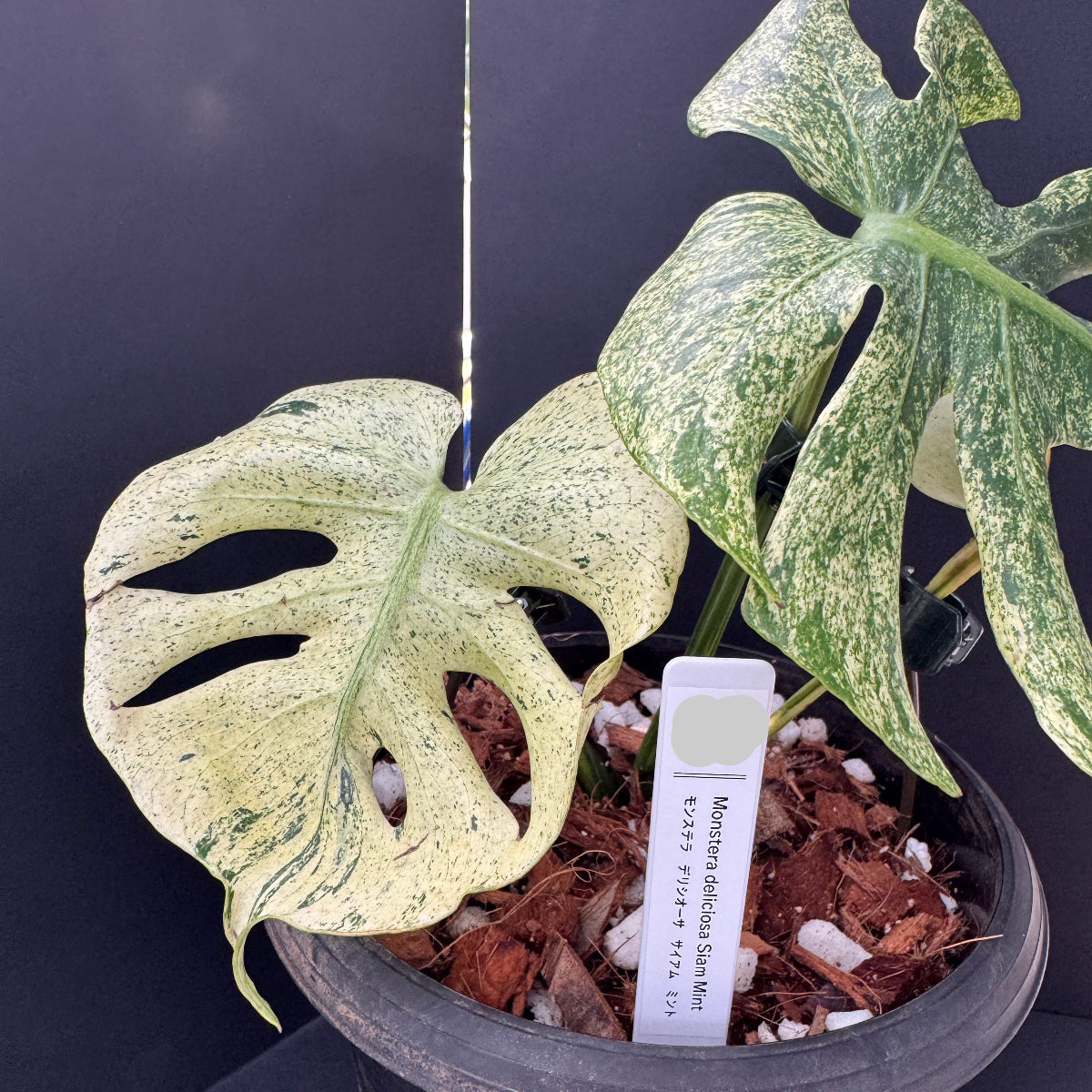 コレクション】モンステラ・デリシオーサ 'サイアムミント' – RARE