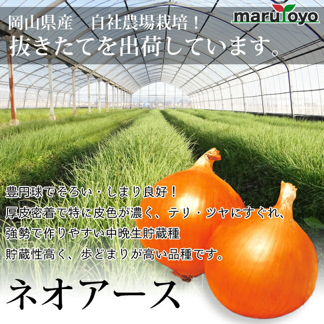 玉ねぎ苗 中晩生 ネオアース 50本 – マルトヨコーポレーション