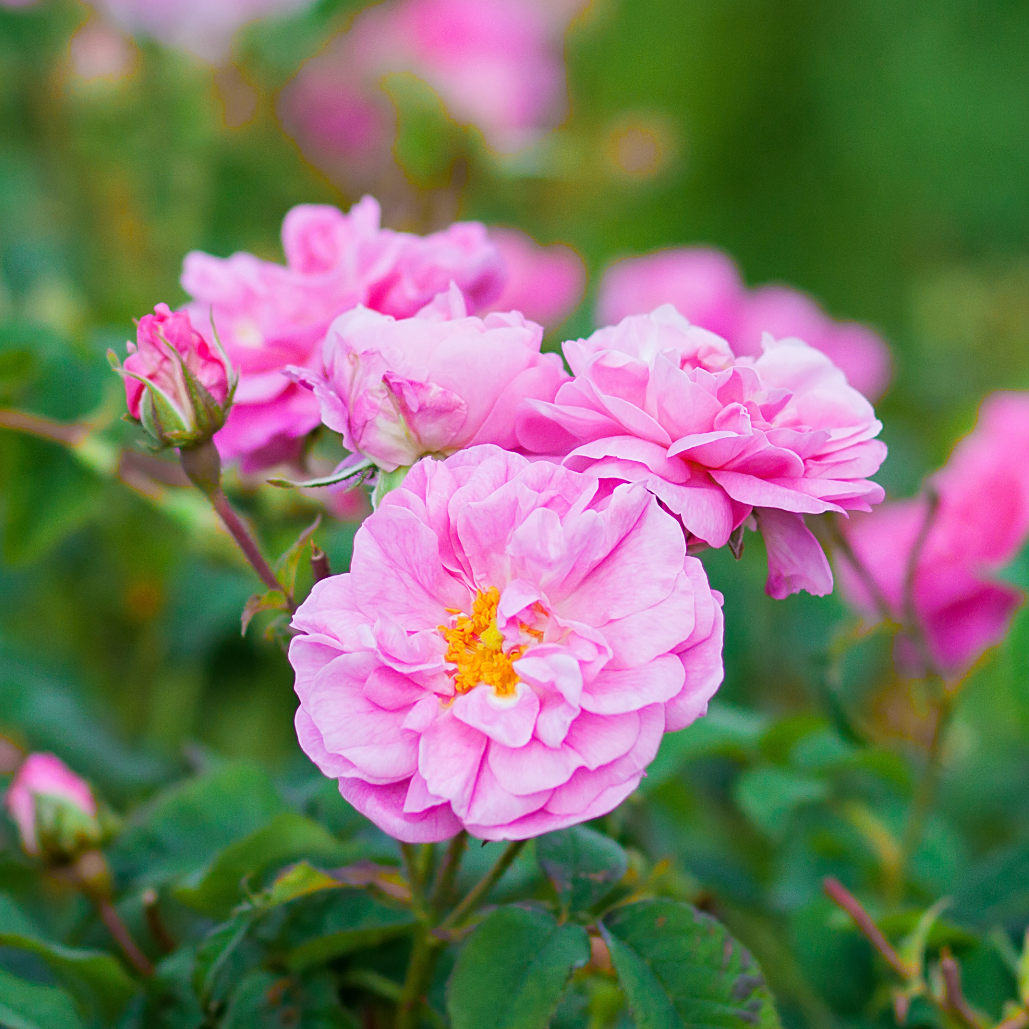 プラナロム ローズオットー（ダマスクローズ） BIO 2ml PRANAROM