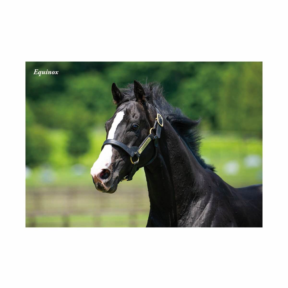 イクイノックス - 競馬グッズの通販サイト ノーザンホースパーク