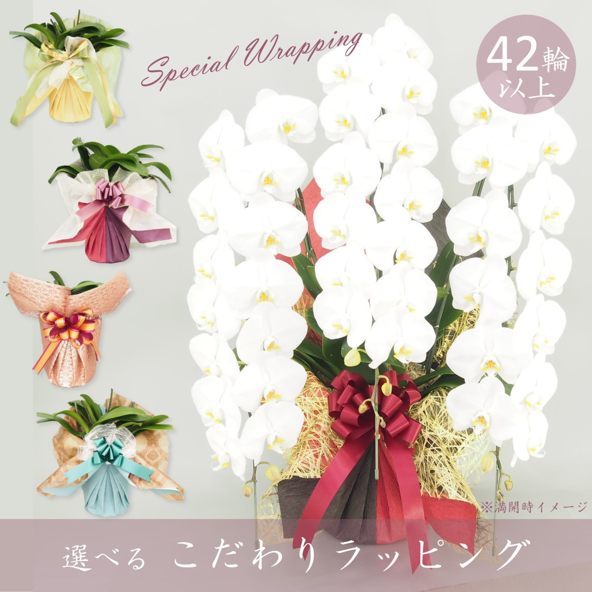 こだわりラッピング特集 | 赤平オーキッド オンラインショップ