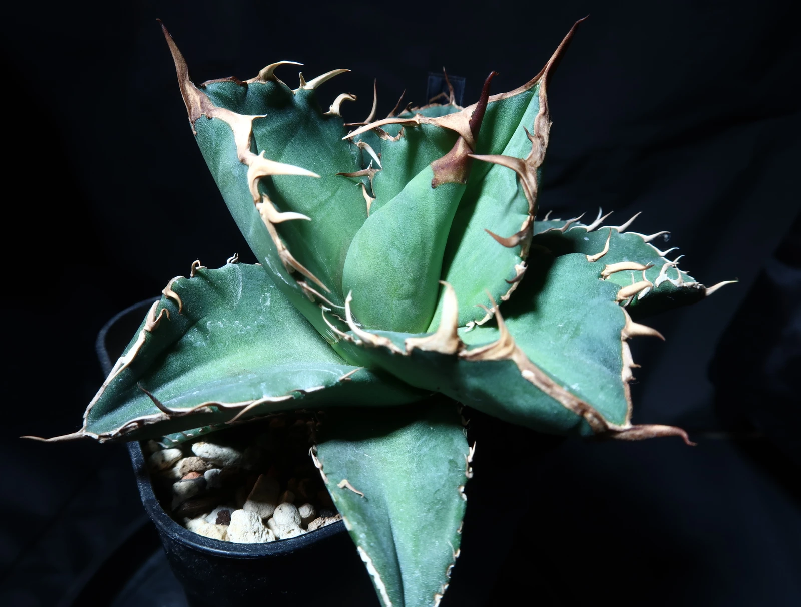 アガベ 狼牙 #2025-04 小株（Coyote産親株由来｜鉢ごと）｜トゲラボ