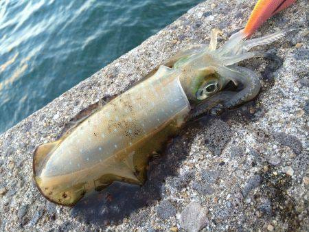 BREADEN SPECIMEN 84 SWING TOP EGING ROD