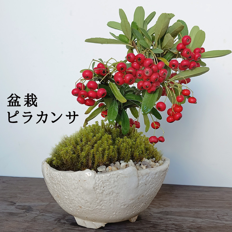 現在実なし 盆栽 ピラカンサ 盆栽鉢 万古焼 白深鉢 花が咲く 白花 実が