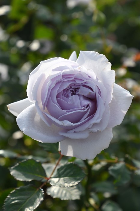 バラ苗【中苗】コントレイル 6号鉢植え品《1bp6-8-A16-08-コン027