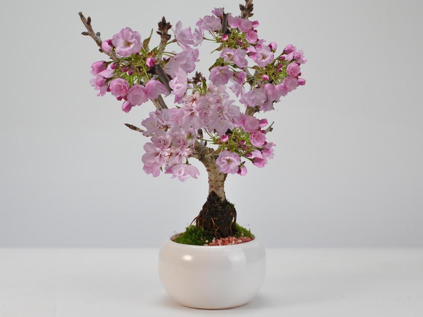 盆栽 桜 ミニ盆栽 ミニ桜 旭山桜 一才桜 モダン モダン盆栽 bonsai お