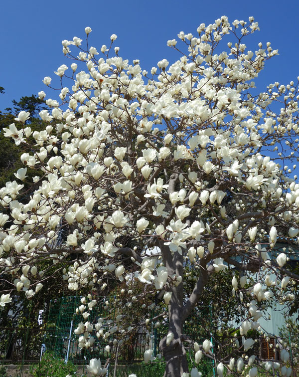 白木蓮（苗木、植木） | 花、ガーデニング のおすすめ人気商品一覧