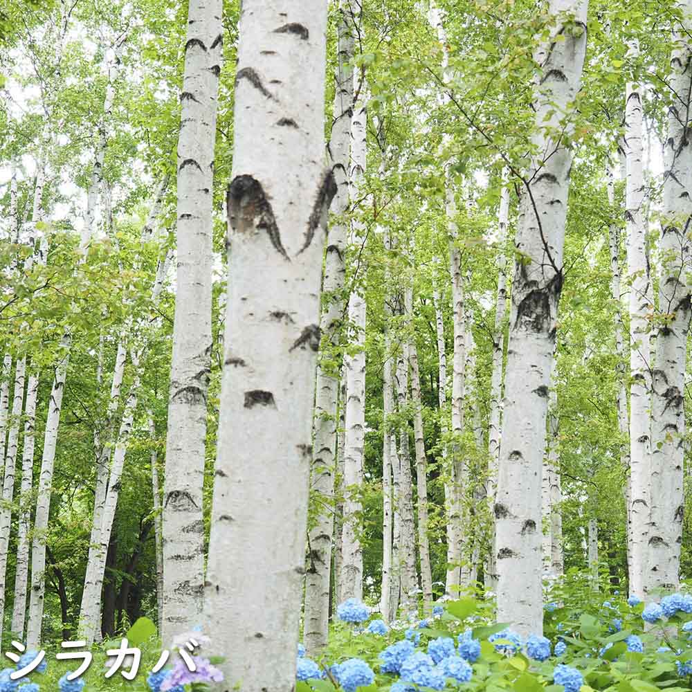 白樺 苗のおすすめ人気商品一覧 通販 - Yahoo!ショッピング