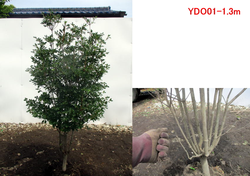 ドウダンツツジ（苗木、植木） | 花、ガーデニング のおすすめ人気商品