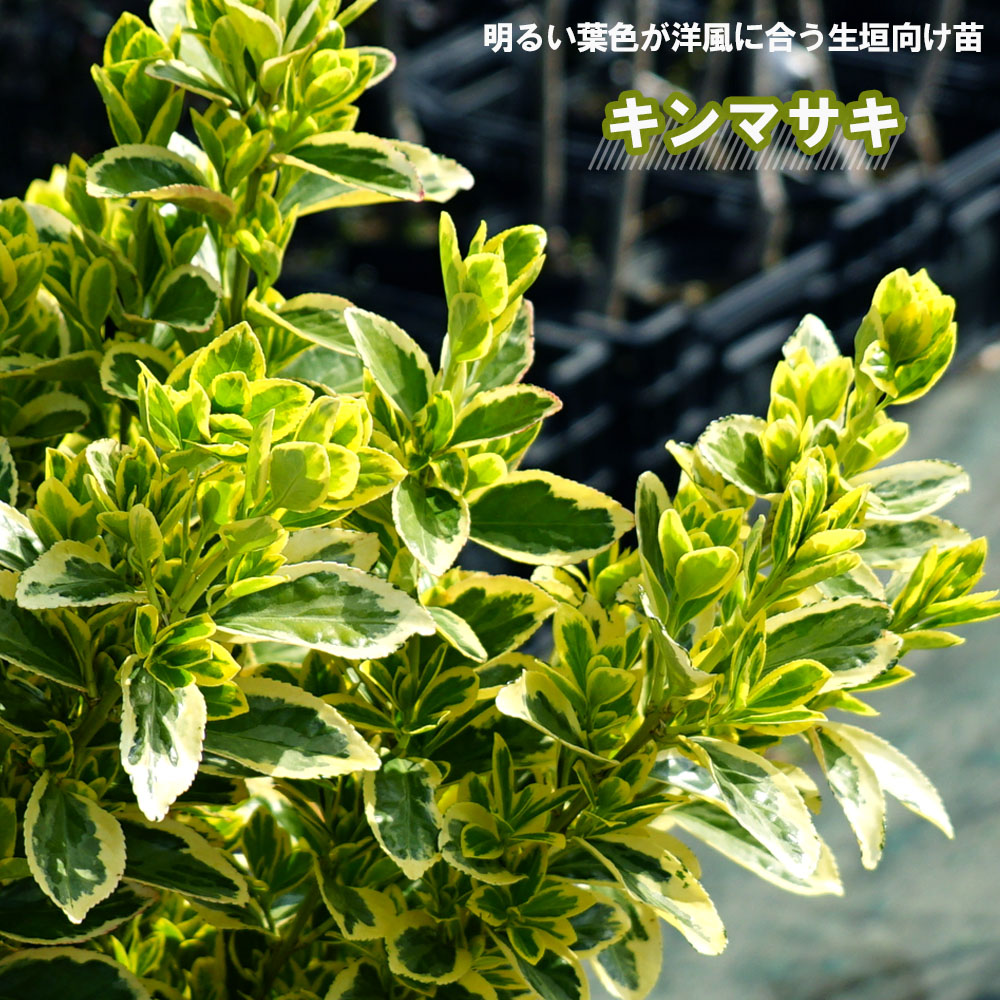 キンマサキ 生垣用 苗 : 苗木部 花ひろばオンライン - 通販 - Yahoo