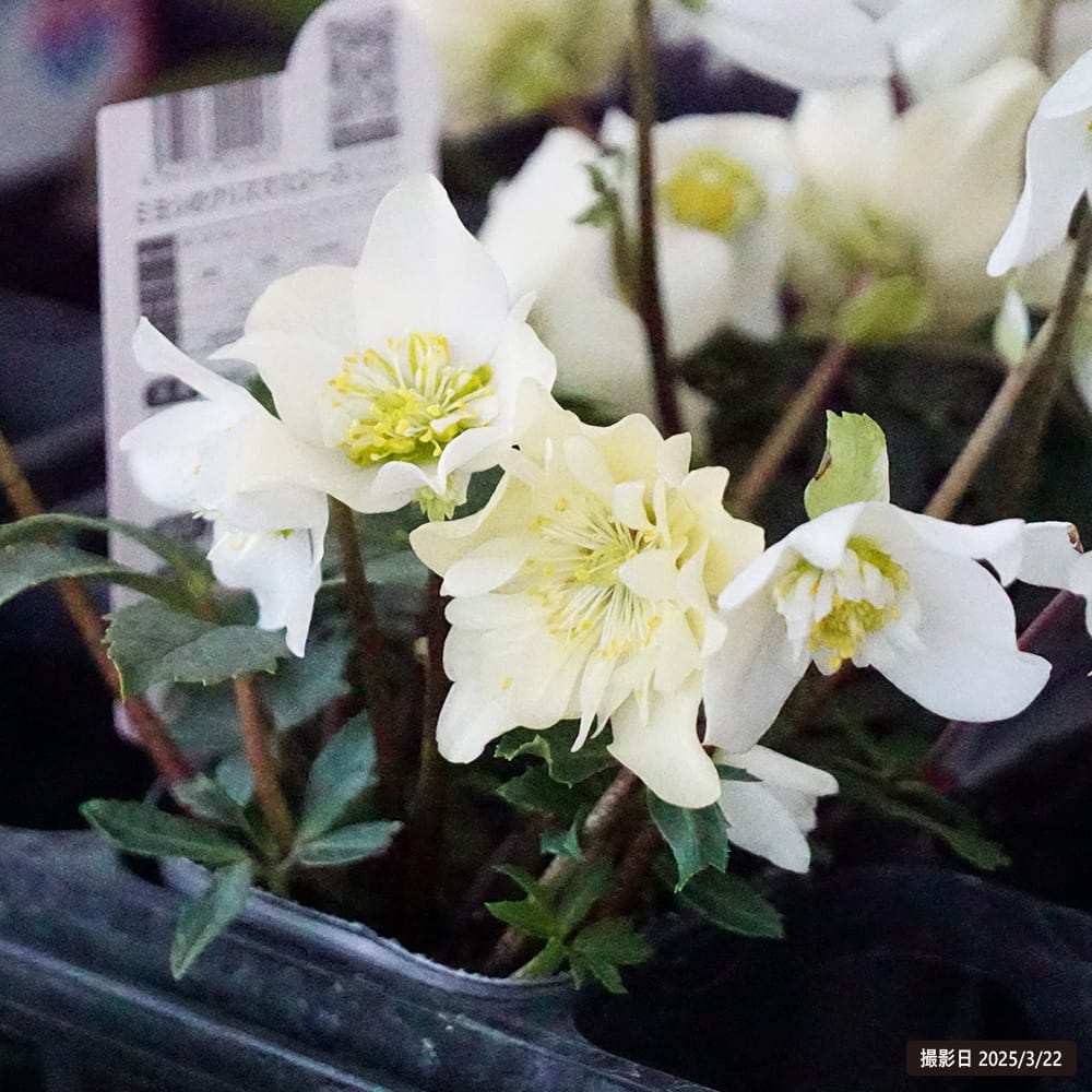 ダブルファンタジー 八重咲きクリスマスローズ 3号ポット 苗 : 苗木部