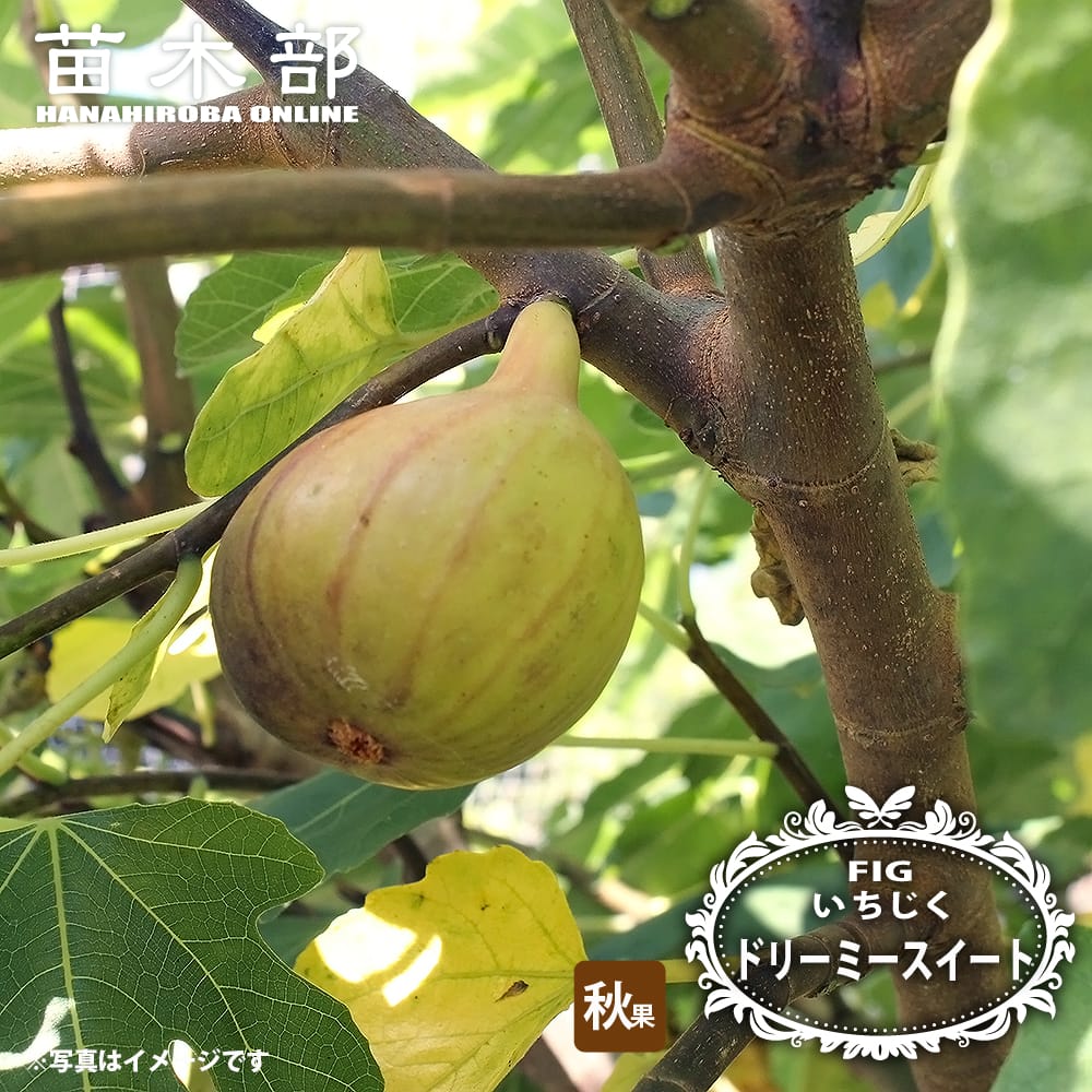 いちじく リーミースイートド 1年生 挿し木苗 4号ポット : 苗木部 花