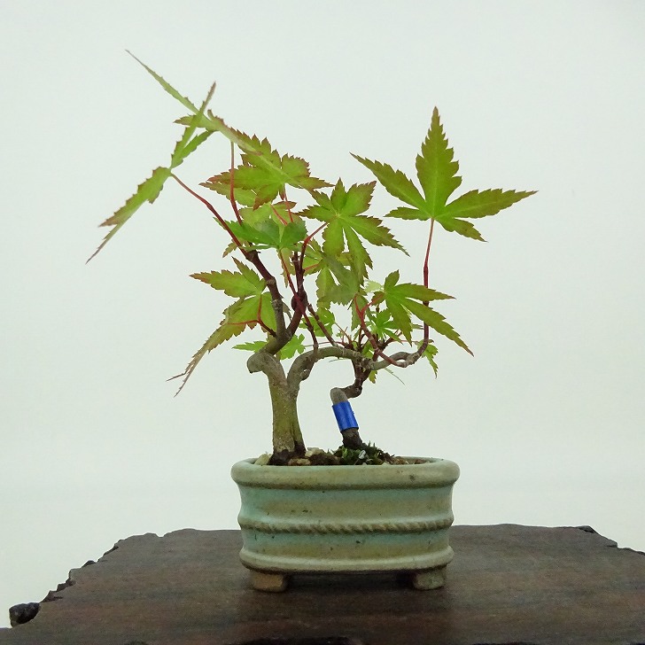 盆栽 紅葉 ミニ盆栽 樹高 約9cm もみじ Acer palmatum モミジ カエデ科