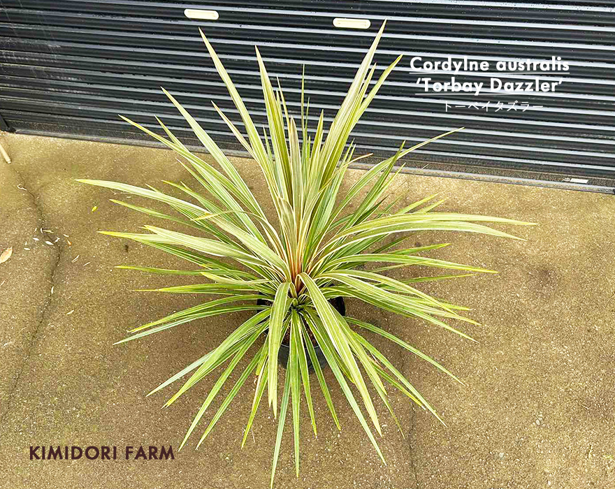 コルジリネ トーベイタズラー トーベイダズラー ドライガーデン