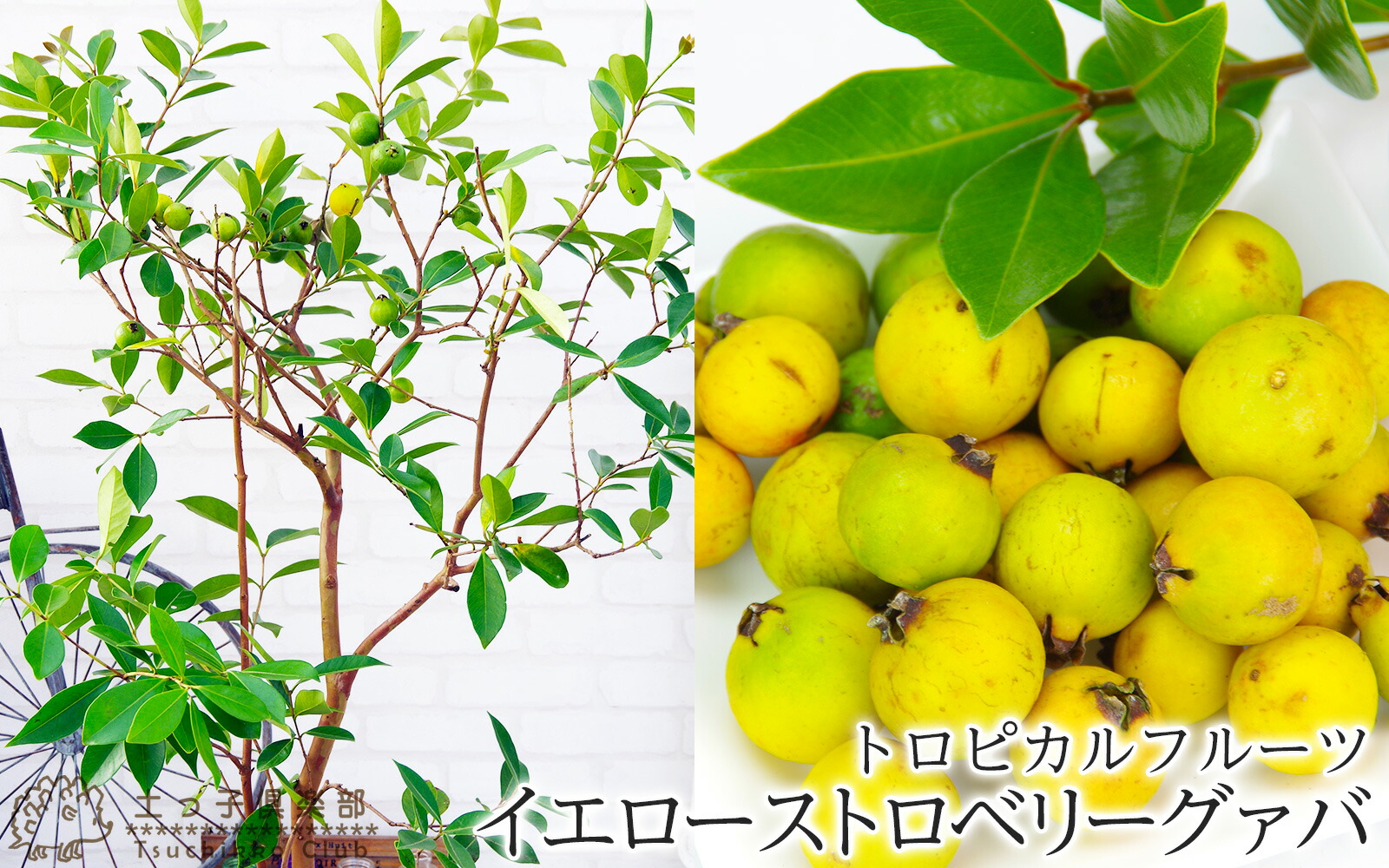 グアバ 「イエローストロベリーグァバ」13.5cmポット苗（ キミノ