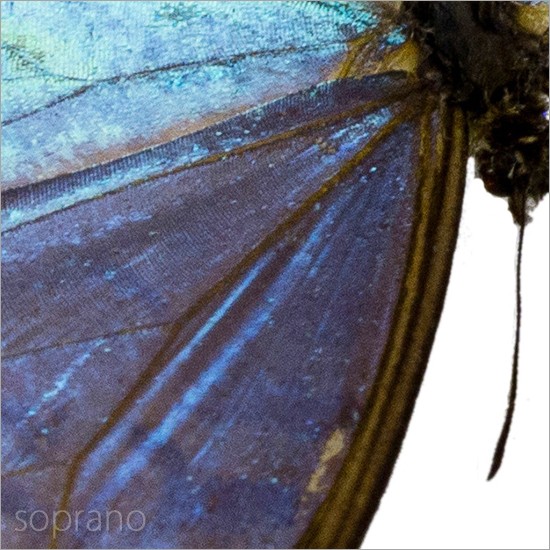 昆虫標本 蝶の標本 ポルティスモルフォ メタリック調ライトフレーム