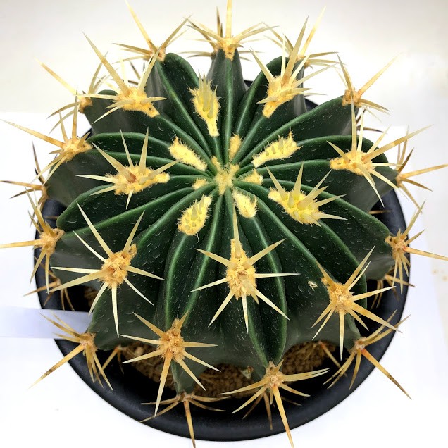 サボテン：フェロカクタス 文鳥丸*幅15cm 現品！一品限り : 遊恵盆栽