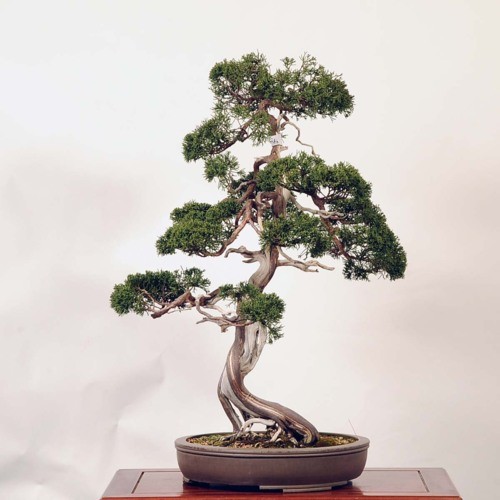 中品盆栽：糸魚川真柏【現品】*【大型ヤマト便配送】 【送料無料