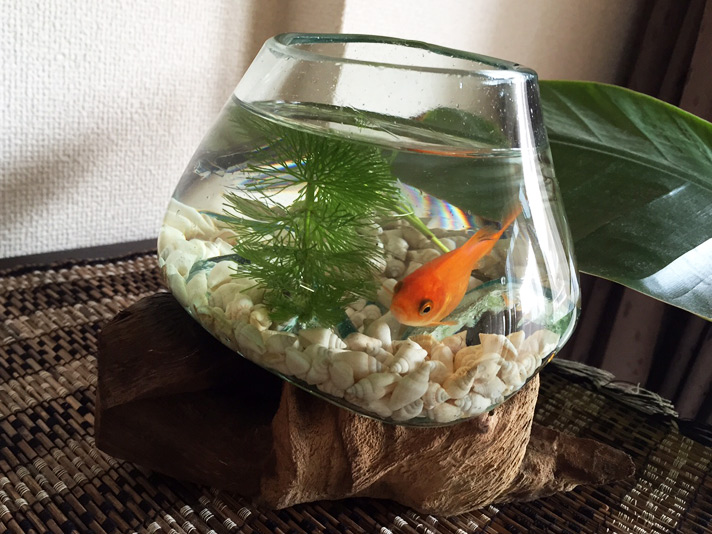 バリ島 流木ガラス鉢 バリガラス 流木 花器 花瓶 金魚鉢 プランター
