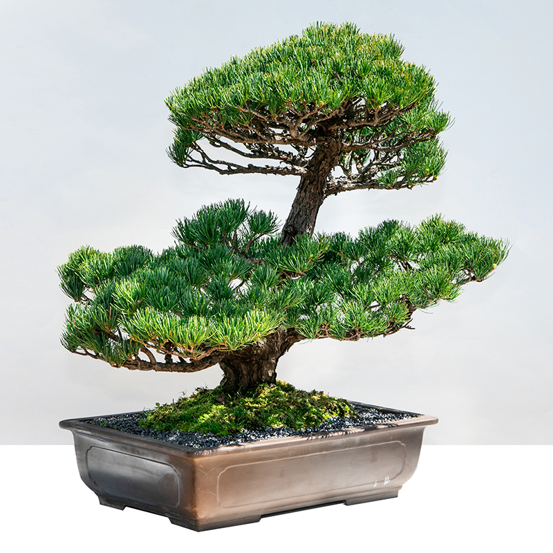 五葉松 | 株式会社 四季彩グリーン