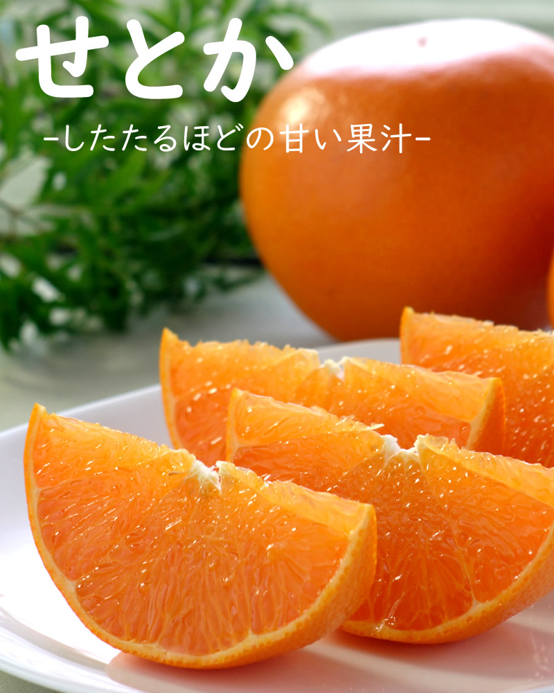 特選せとかご贈答用 2L・3Lサイズ【送料込】 | 白木果樹園