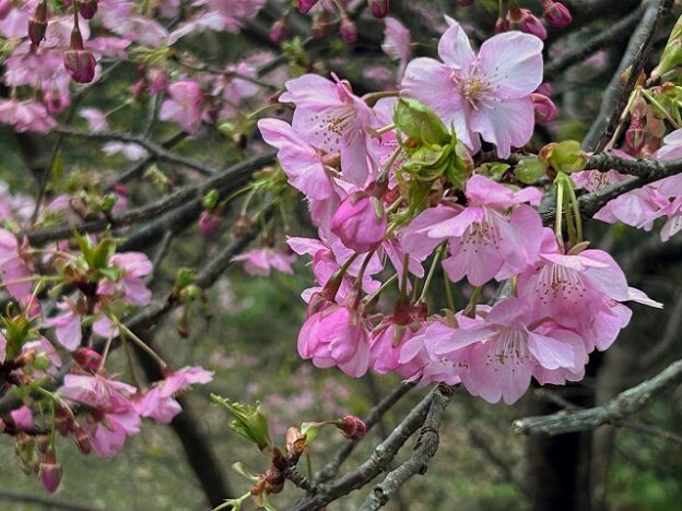 2月8日定例ビーチクリーン – 白浜マリーナ