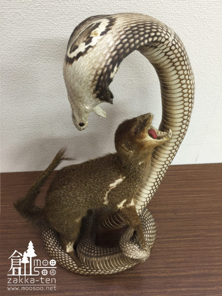 大特価】コブラ VS マングースの剥製 | 博物と古物の奇妙な雑貨店