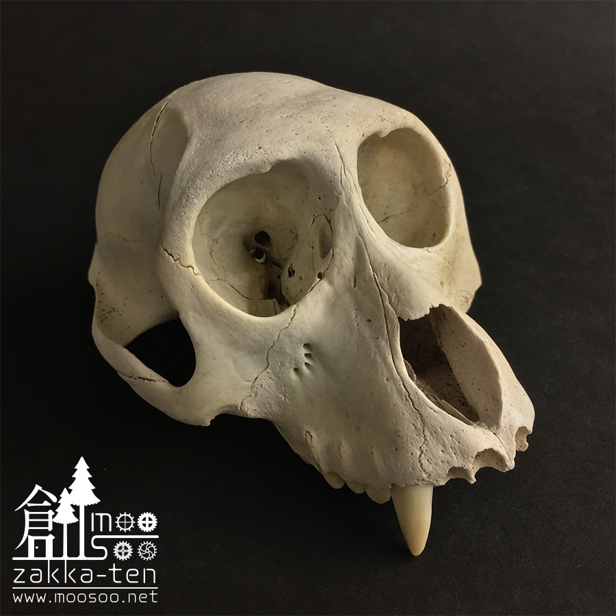 ニホンザルの頭骨 | 博物と古物の奇妙な雑貨店 シュレディンガーの猫