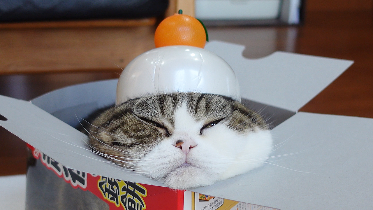 鏡餅なねこ。-Kagami mochi and Maru.-（動画） | 私信 まるです。