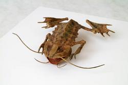 ショウグンガエル