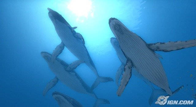 任天堂が商標登録を申請した『FOREVER BLUE』の魅力とは？