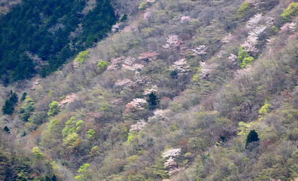 Sakura cup - sunsetclimax