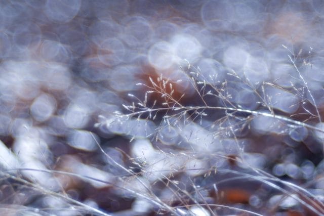 Trioplan 100mm f2.8VのReview作例 シャボン玉バブルボケ Meyer-Optik