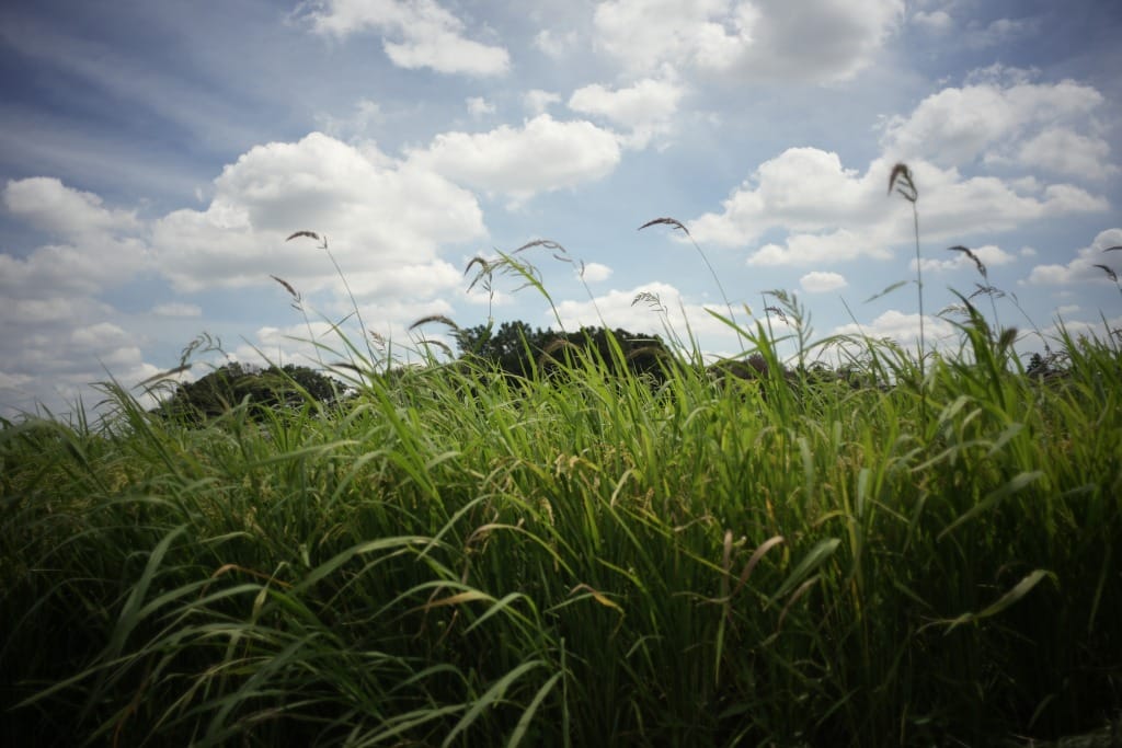 Leica Elmarit-M 28mm f2.8 1st 2nd 3rd 4th ASPHの違い エルマリート