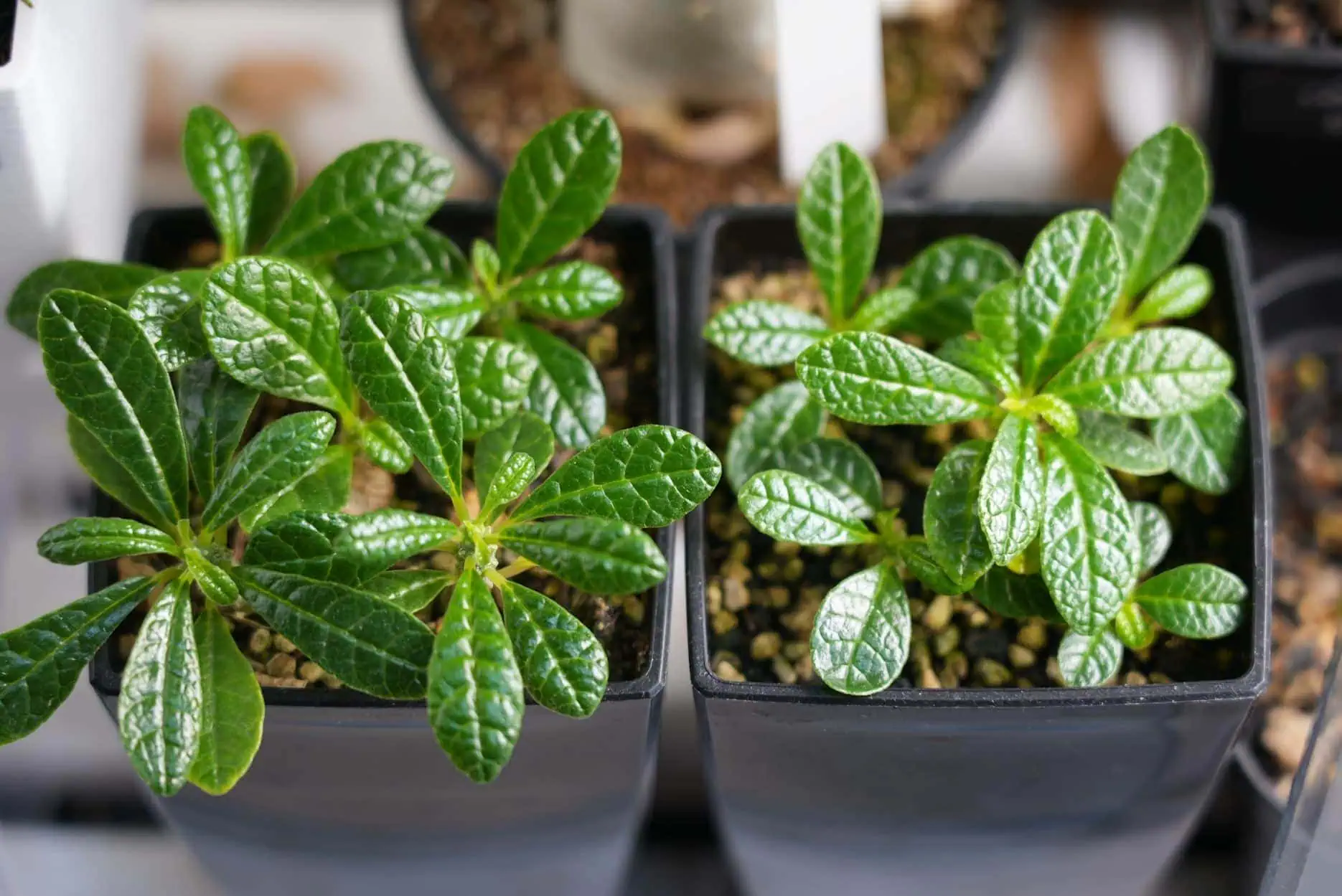 ドルステニア ギガス 実生③ 冬→夏 - Cats and Lantern Industries