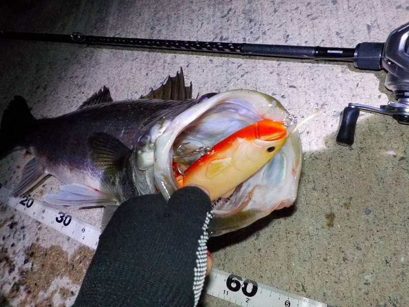 シマノ】18ディアルーナB76MHのインプレ シーバスビッグベイトに最適