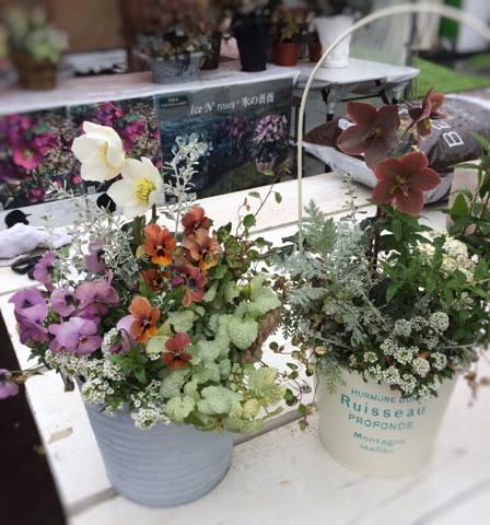 クリスマスローズ寄せ植えワークショップ作品その後のお世話