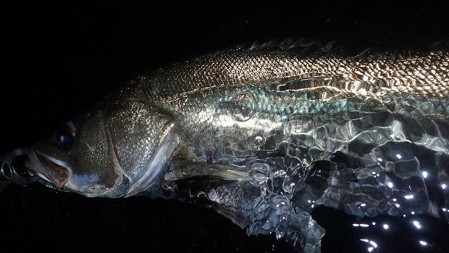 ICHOS（イクオス）PHC-S830EX フィールドレポート③ | STAFFのブログ