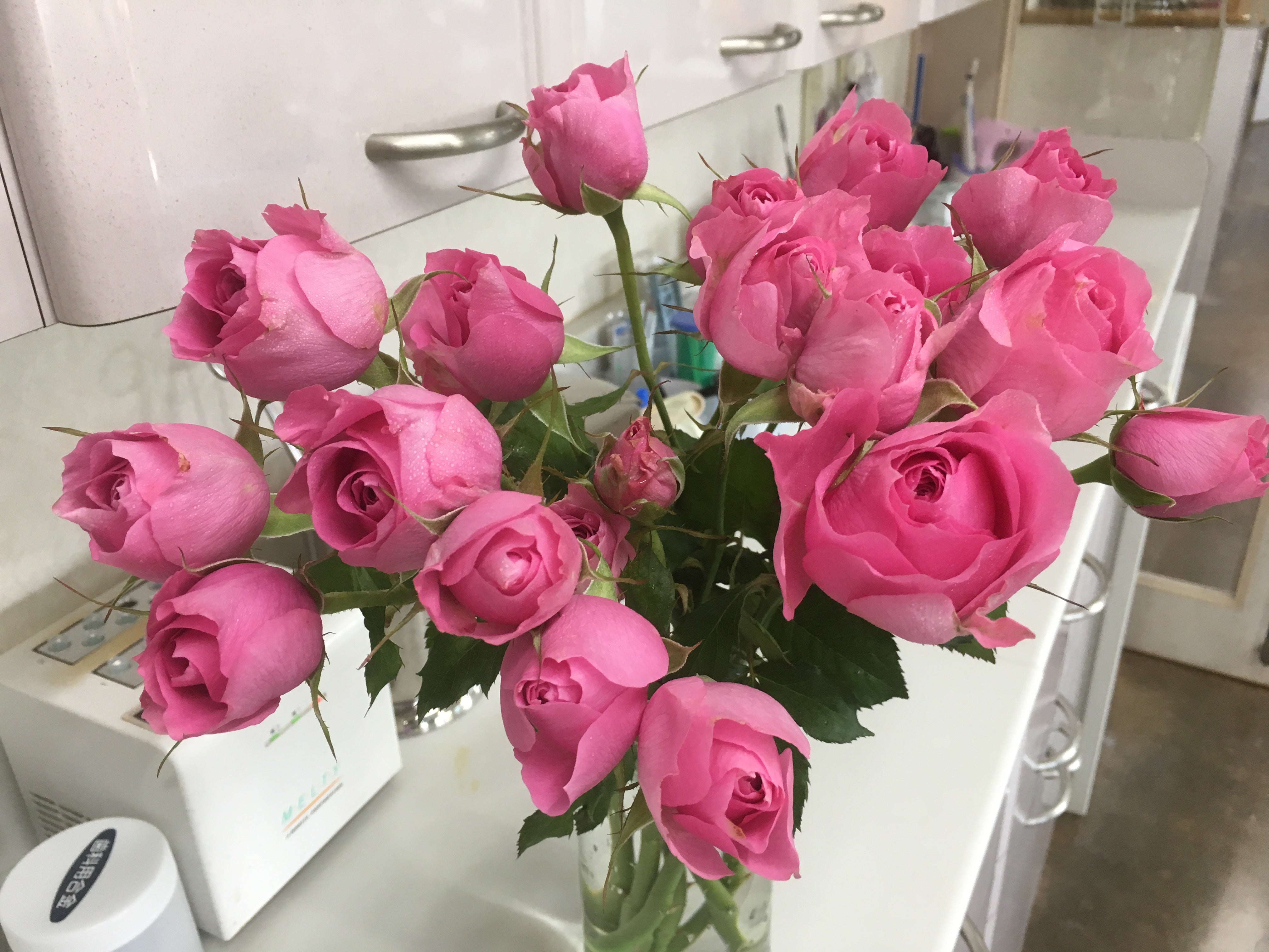 M-マリーアントワネット | 診療室のバラ