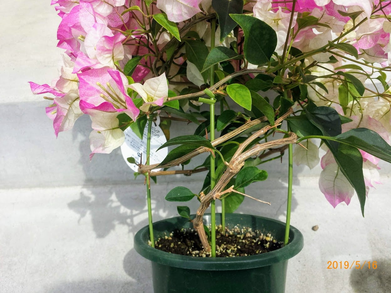 ブーゲンビリアの鉢を買ってきた | ニャハハの家庭菜園－ポタジェと水