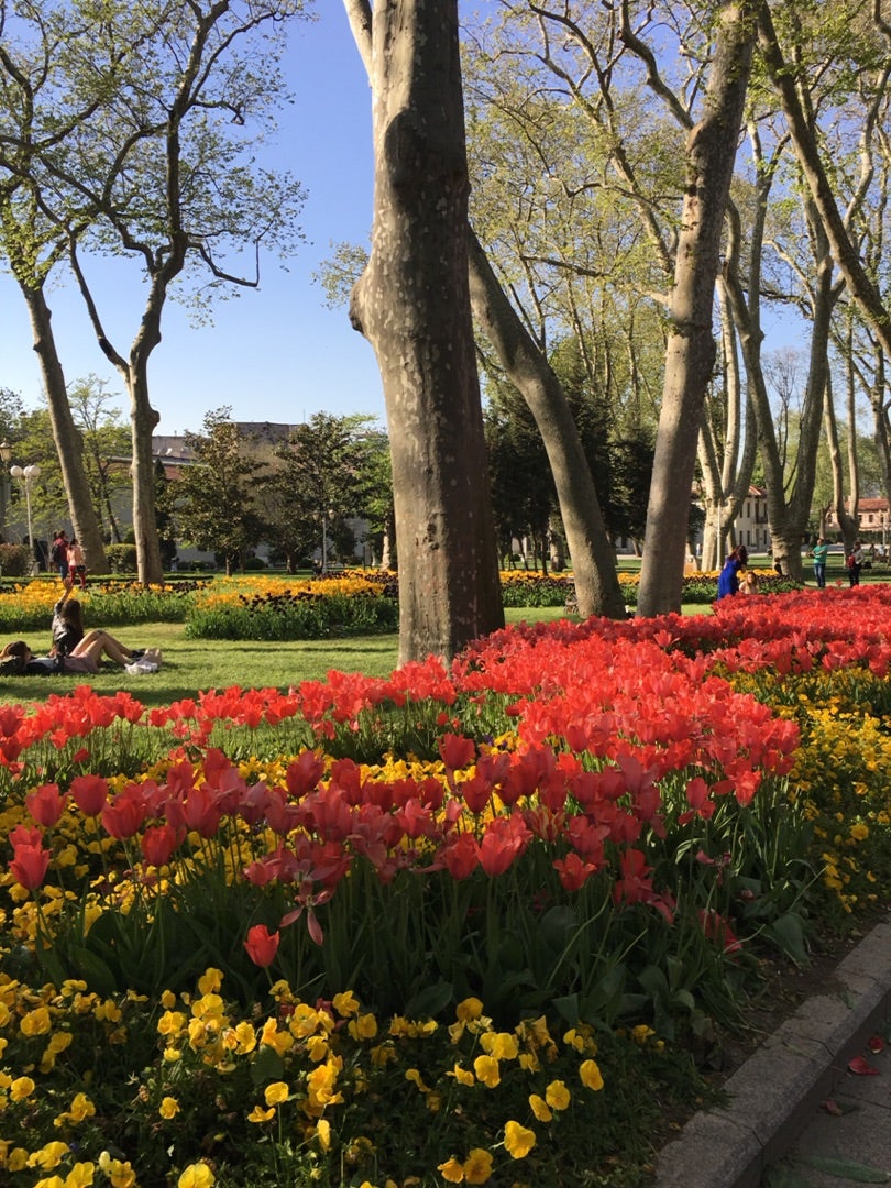 トルコの国花 チューリップ | うっち～のブログ “Cherry